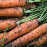 Kada saditi šargarepu u proljeće na otvorenom tlu